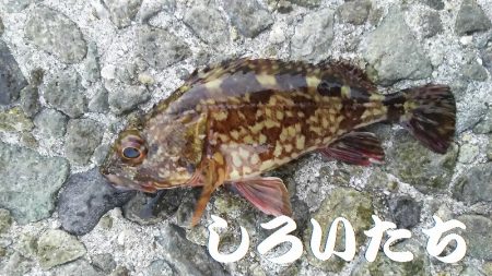 メバル狙いで、２０１７年釣り納めか？