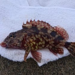 クリスマス釣りー