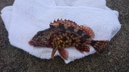 クリスマス釣りー