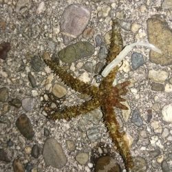 アジ&メバル探索