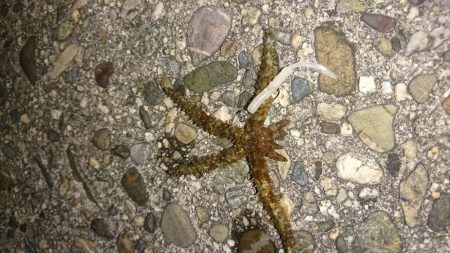 アジ&メバル探索