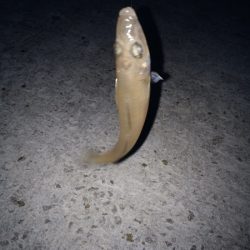 クラカケトラギス釣りに…