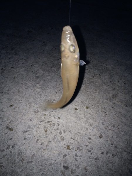 クラカケトラギス釣りに…