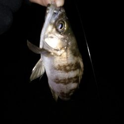 癒しのガシラゲーム