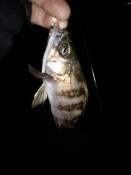 癒しのガシラゲーム