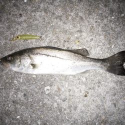 大荒れのライトゲーム