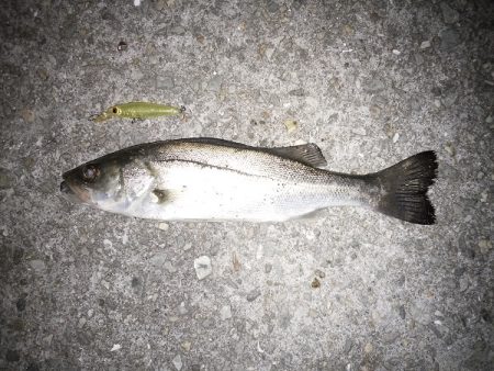 大荒れのライトゲーム