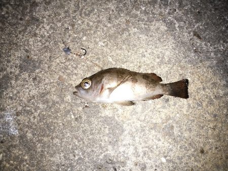 爆風メバリング