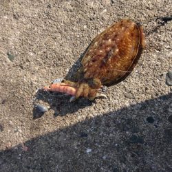 ラストコウイカ