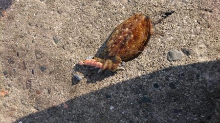 ラストコウイカ