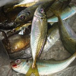 タチウオ終わりかな、アジはまあまあ
