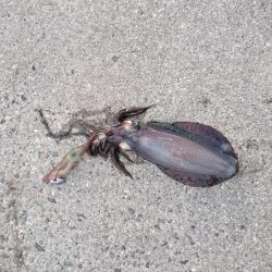 今年最後のェギング！