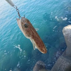 ナイトアジング