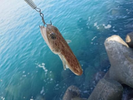 ナイトアジング