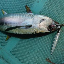 ビンタ&カツオ爆釣！