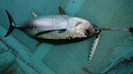 ビンタ&カツオ爆釣！