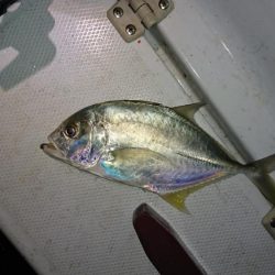 久しぶりのボートアジング