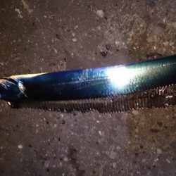 タチウオ最終釣行