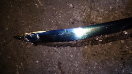 タチウオ最終釣行