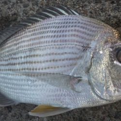 食べて美味しい