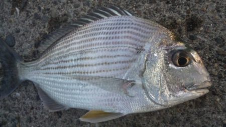 食べて美味しい