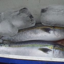 丸々太ったハマチ