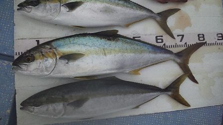 2連チャンジギング