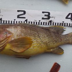 釣り納め鯛ラバ