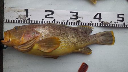 釣り納め鯛ラバ