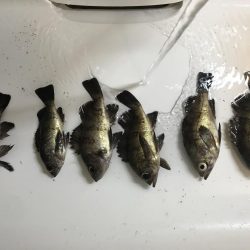 90分限定メバリング