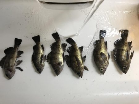 90分限定メバリング