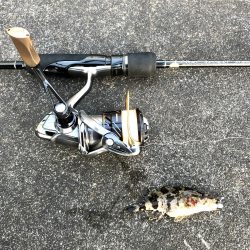 マイクロックフィッシュ