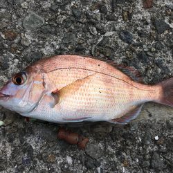 ニシキハゼが初めて釣れました