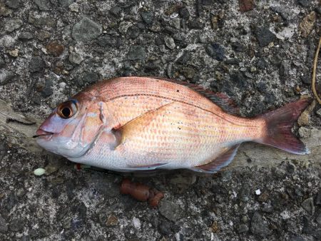 ニシキハゼが初めて釣れました