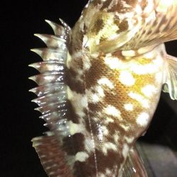 ガシラ調査スタート