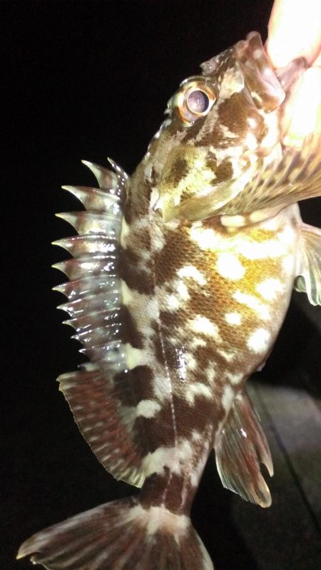 ガシラ調査スタート