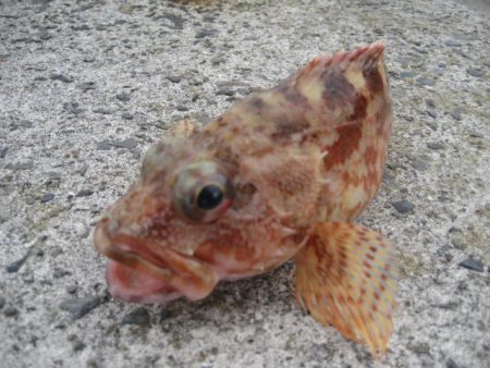 ボトムしつこく