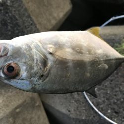 ナブラが連発！