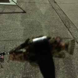 南港にてナイトアジング！