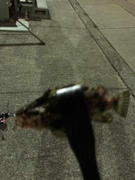 南港にてナイトアジング！