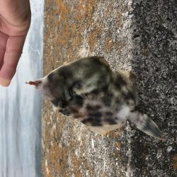 マリーナホップで