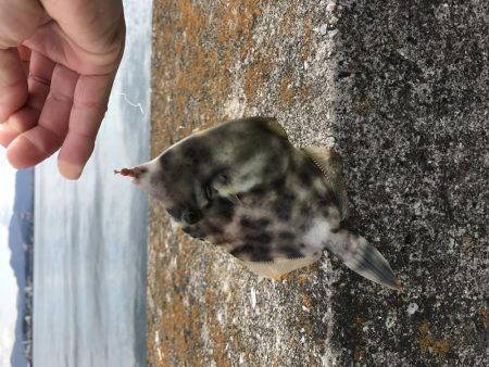 マリーナホップで