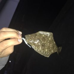 メッキ釣果〜九目釣り〜