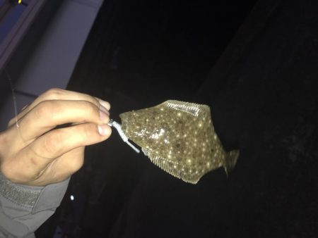 メッキ釣果〜九目釣り〜