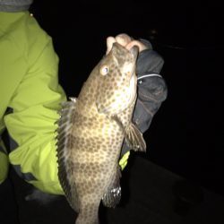 短期決戦カマス!