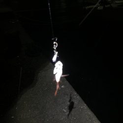 クリスマス釣行