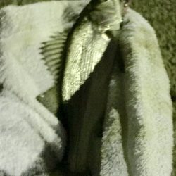 夜練セイゴ2ndかな？