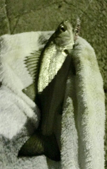 夜練セイゴ2ndかな？