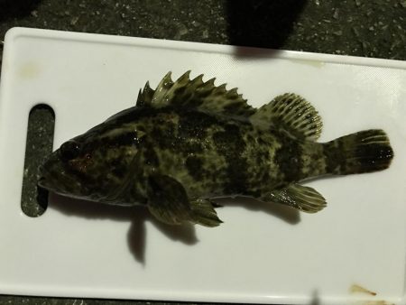 極寒ライトゲーム