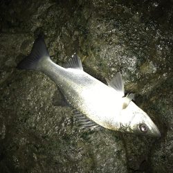 夜練セイゴで竿納め